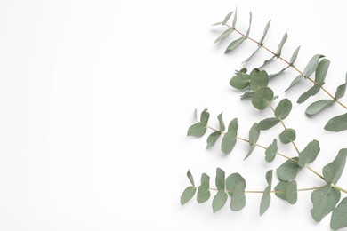 Photo of Eucalyptus branches with fresh leaves on white background, top view