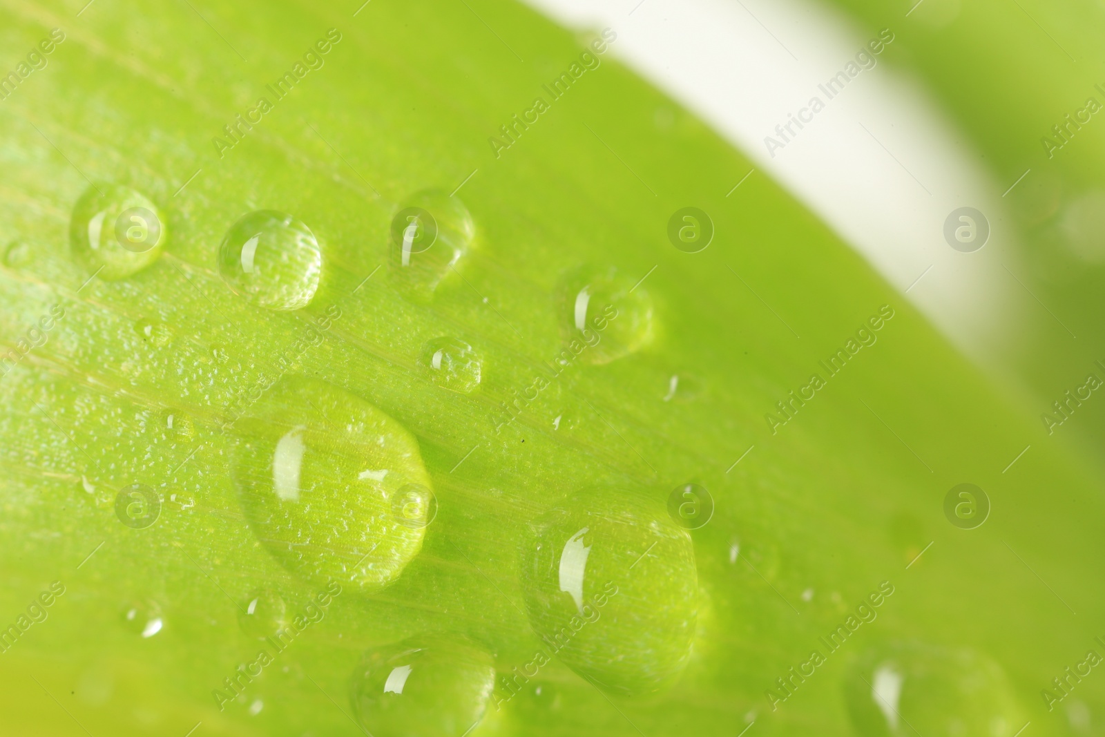 Photo of Macro photo of green leaf with water drops