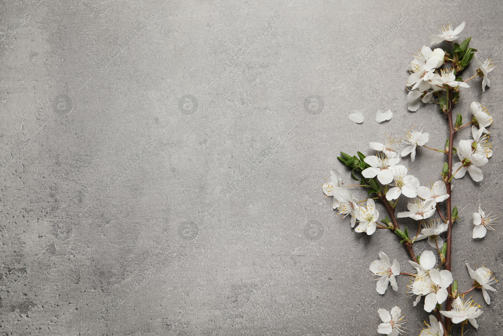 Photo of Cherry tree branches with beautiful blossoms on grey stone table, flat lay. Space for text