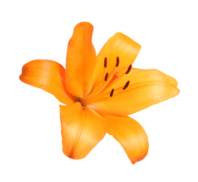 Image of Beautiful blooming orange lily flower isolated on white