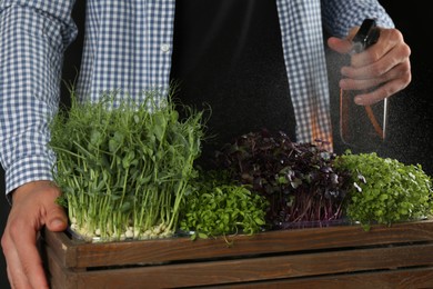 Man spraying different fresh microgreens in wooden crate on black background, closeup