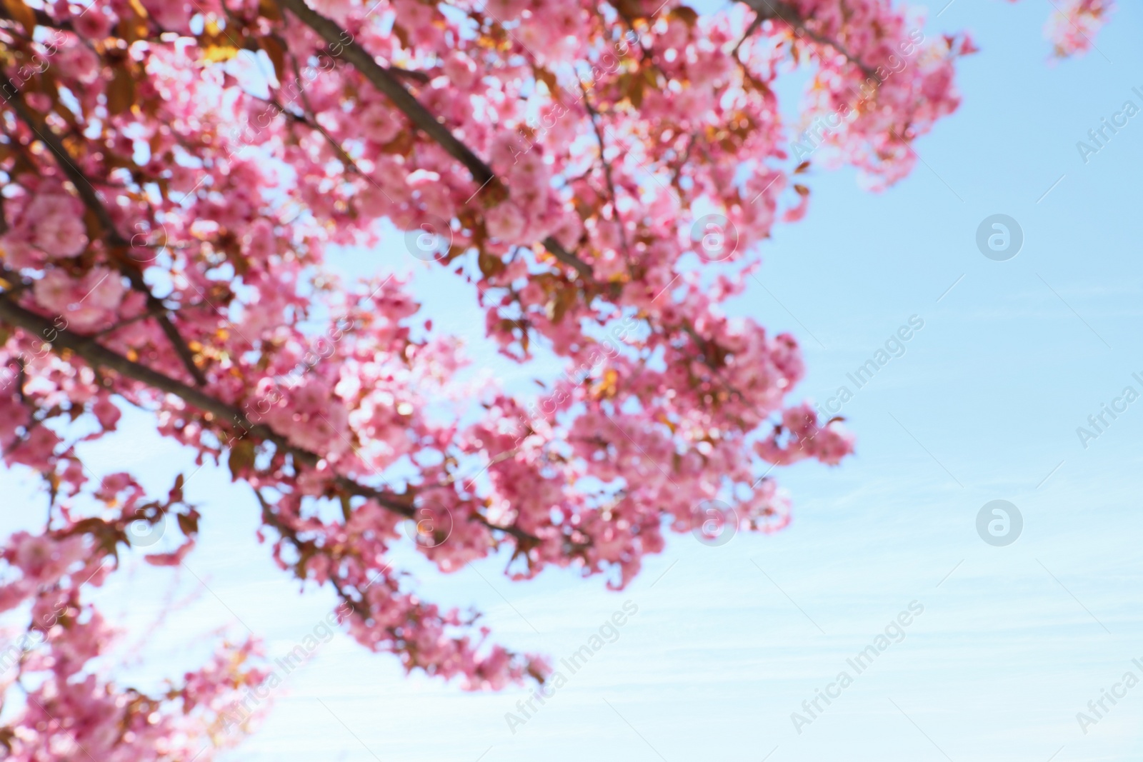 Photo of Blurred view of beautiful blossoming sakura tree against blue sky, closeup