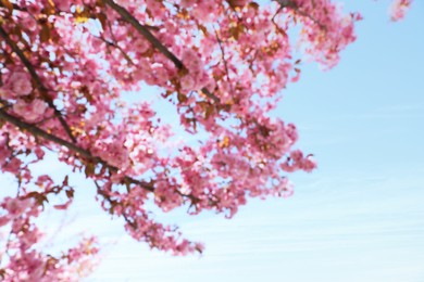 Blurred view of beautiful blossoming sakura tree against blue sky, closeup