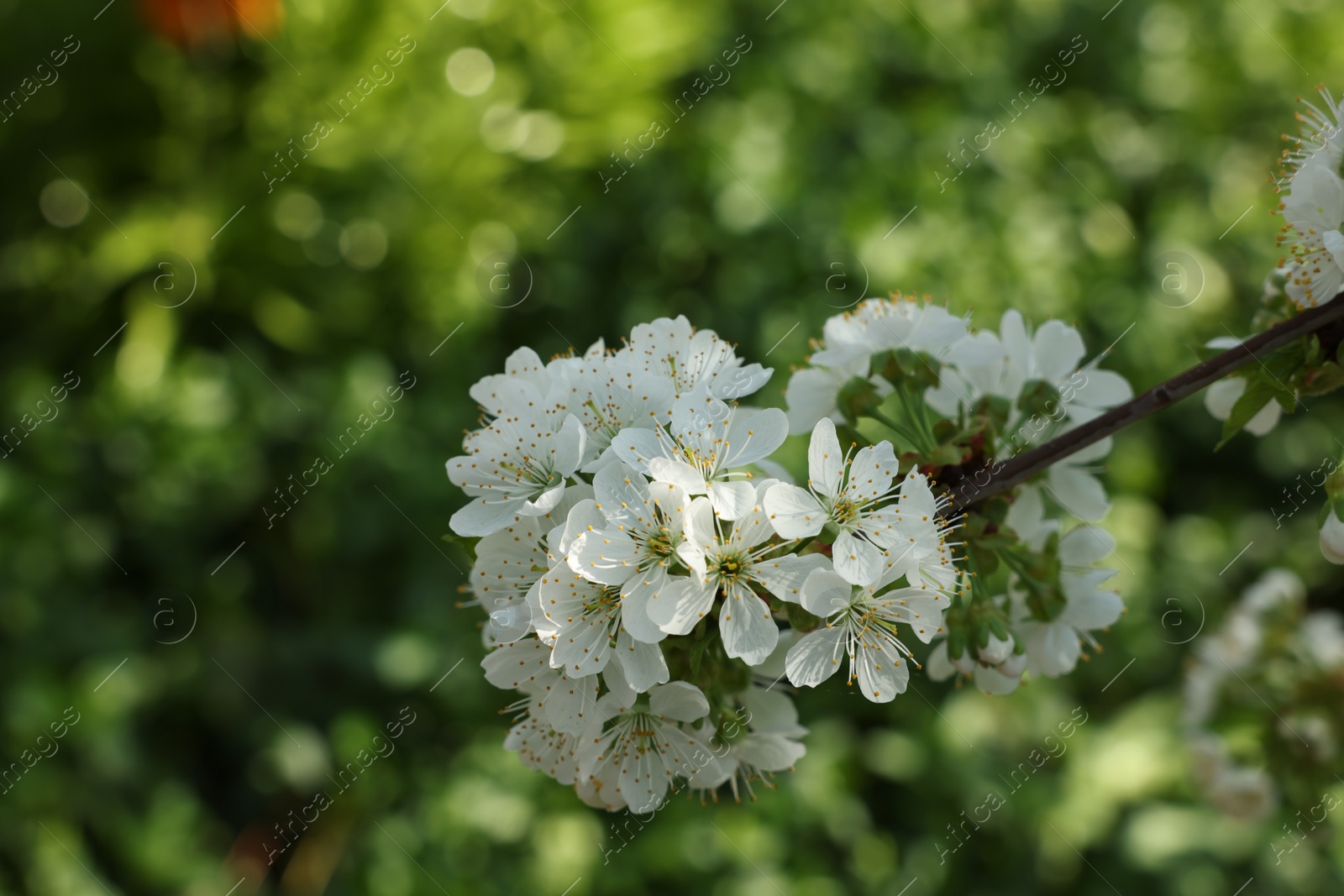 Photo of Beautiful cherry tree blossoms outdoors on spring day, closeup