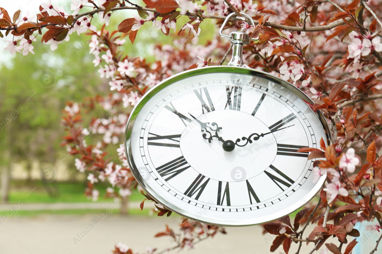 Photo of Retro clock hanging on blossoming tree branch, outdoors. Time change concept