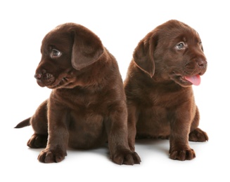 Chocolate Labrador Retriever puppies on white background