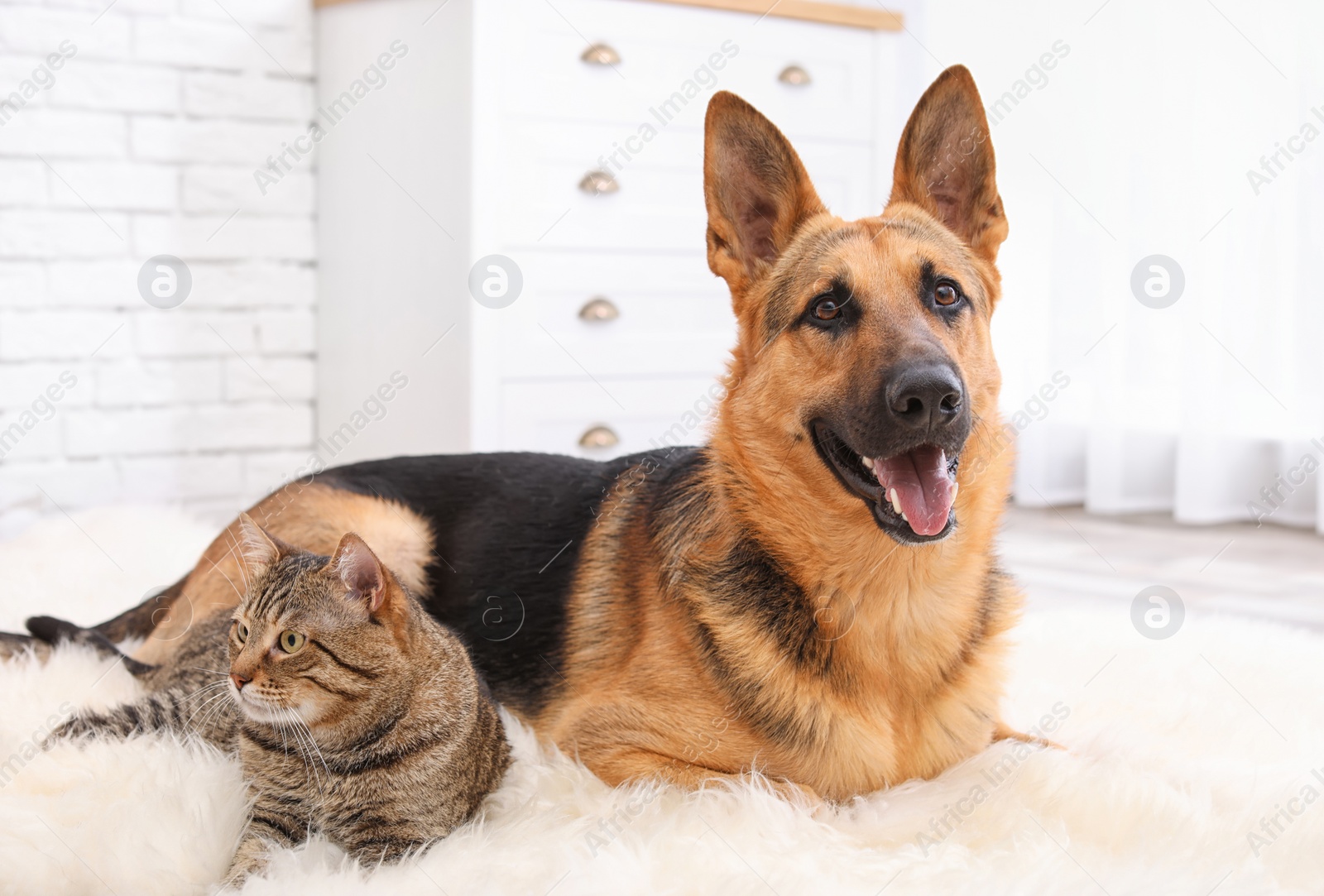 Photo of Adorable cat and dog resting together on fuzzy rug indoors. Animal friendship