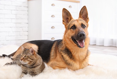 Adorable cat and dog resting together on fuzzy rug indoors. Animal friendship