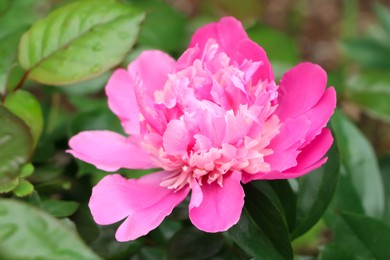 Photo of Beautiful pink peony growing in garden, closeup