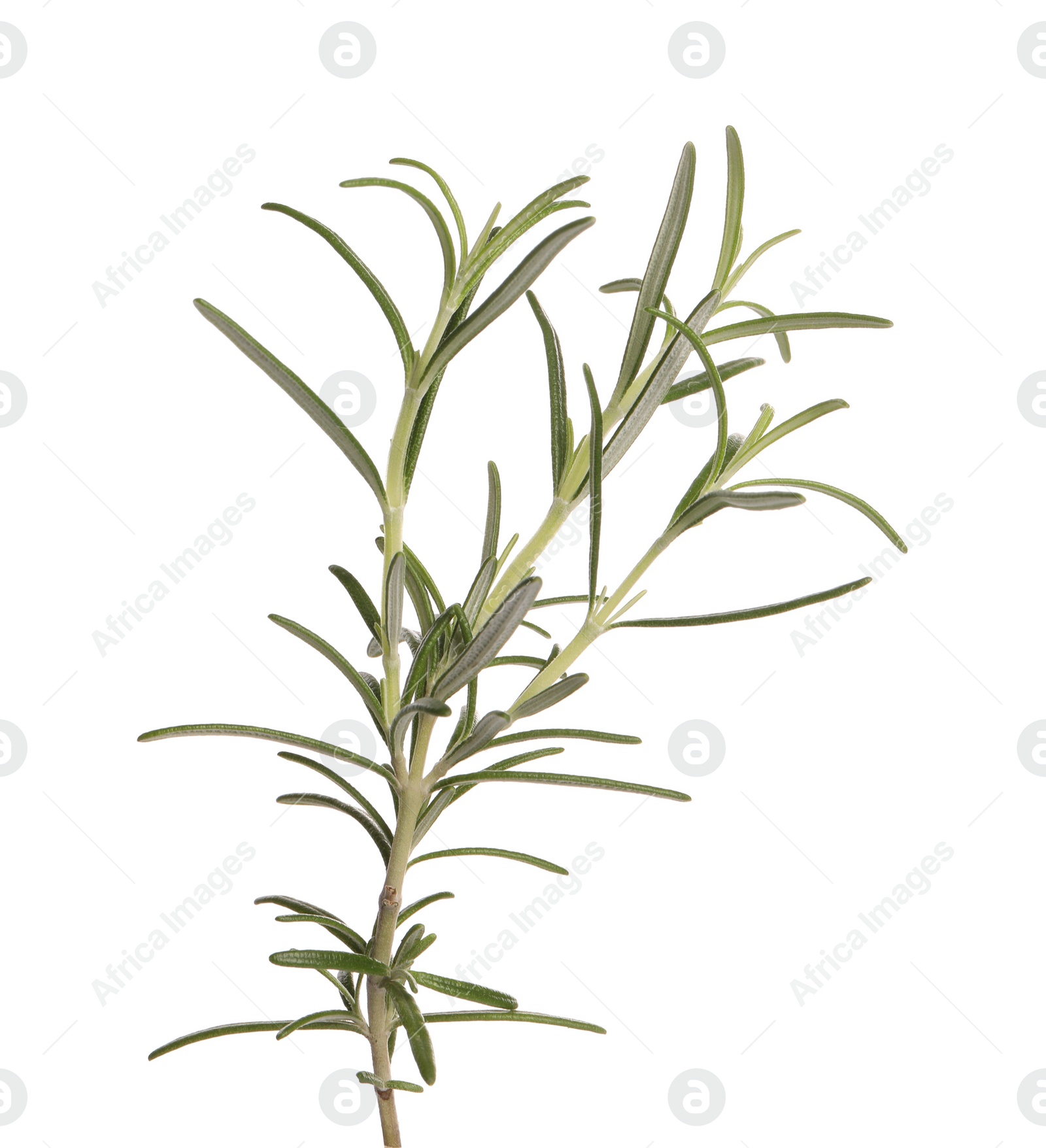 Photo of Sprig of fresh rosemary isolated on white