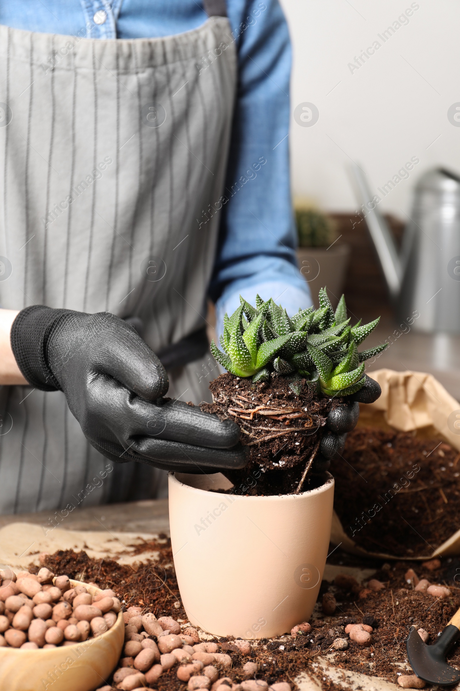 Photo of Woman transplanting Haworthia into pot at table indoors, closeup. House plant care