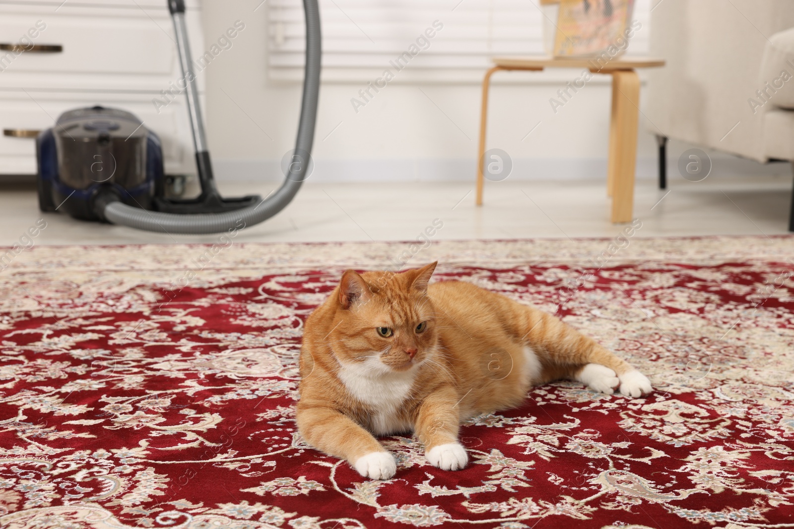 Photo of Cute ginger cat lying on carpet at home