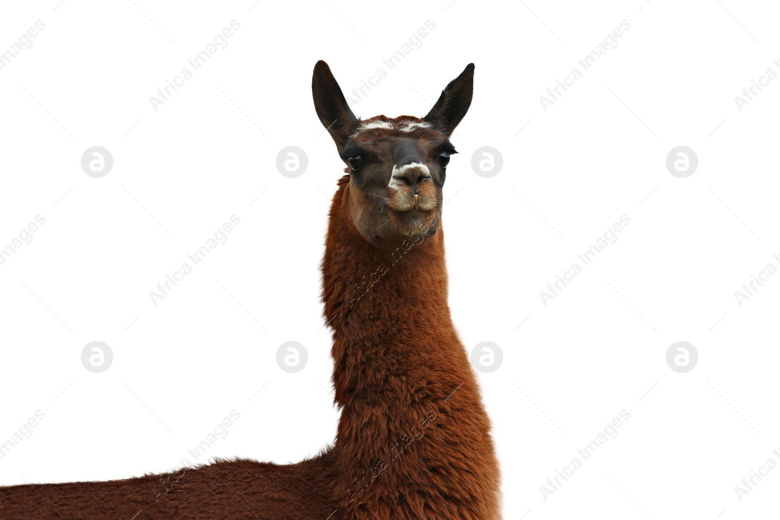 Image of Beautiful fluffy llama on white background. Wild animal