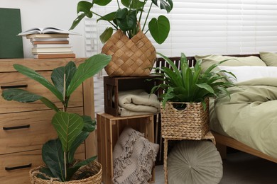 Beautiful green houseplants and comfortable bed in bedroom