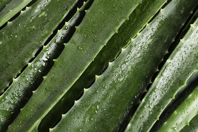 Photo of Green aloe vera leaves with water drops as background, top view