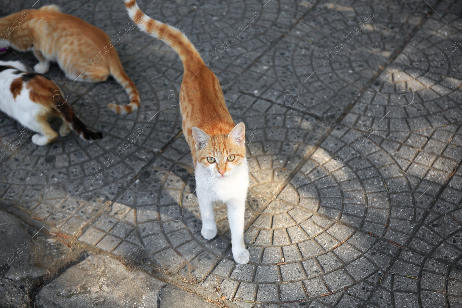 Photo of Lonely stray cats on city street. Homeless animal