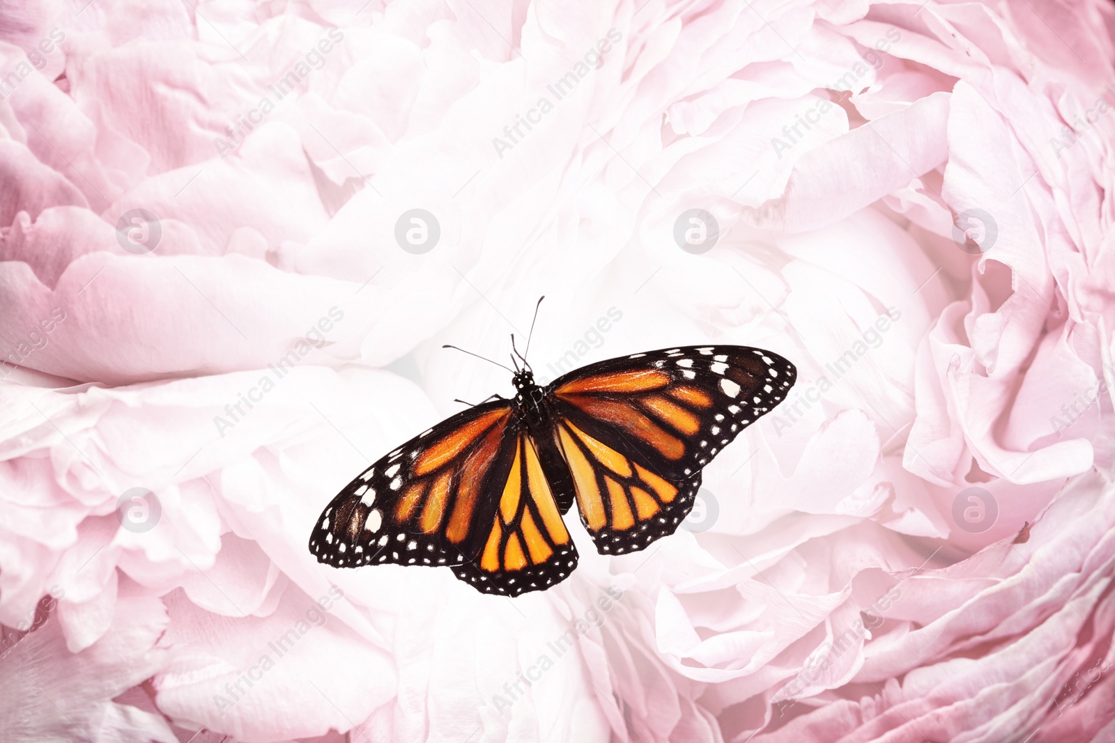 Image of Amazing monarch butterfly on beautiful flowers, closeup