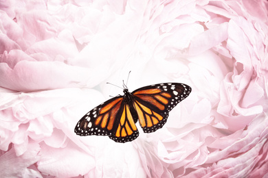 Image of Amazing monarch butterfly on beautiful flowers, closeup