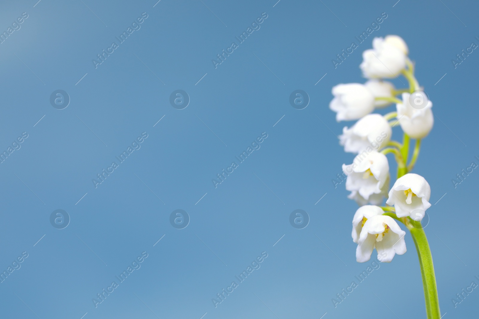 Photo of Beautiful lily of the valley against blue sky, closeup. Space for text