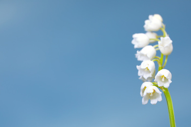 Photo of Beautiful lily of the valley against blue sky, closeup. Space for text