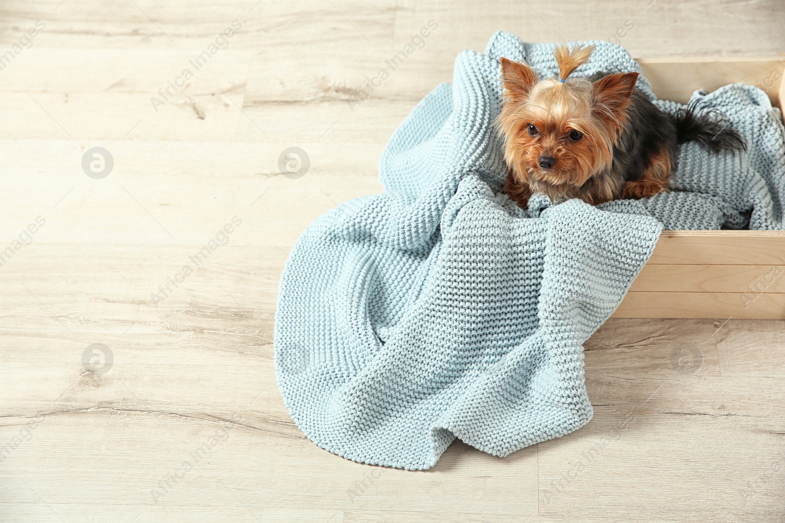 Photo of Yorkshire terrier in wooden crate on floor, space for text. Happy dog