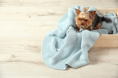 Photo of Yorkshire terrier in wooden crate on floor, space for text. Happy dog