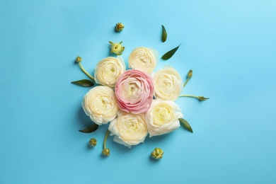 Beautiful ranunculus flowers on color background, flat lay