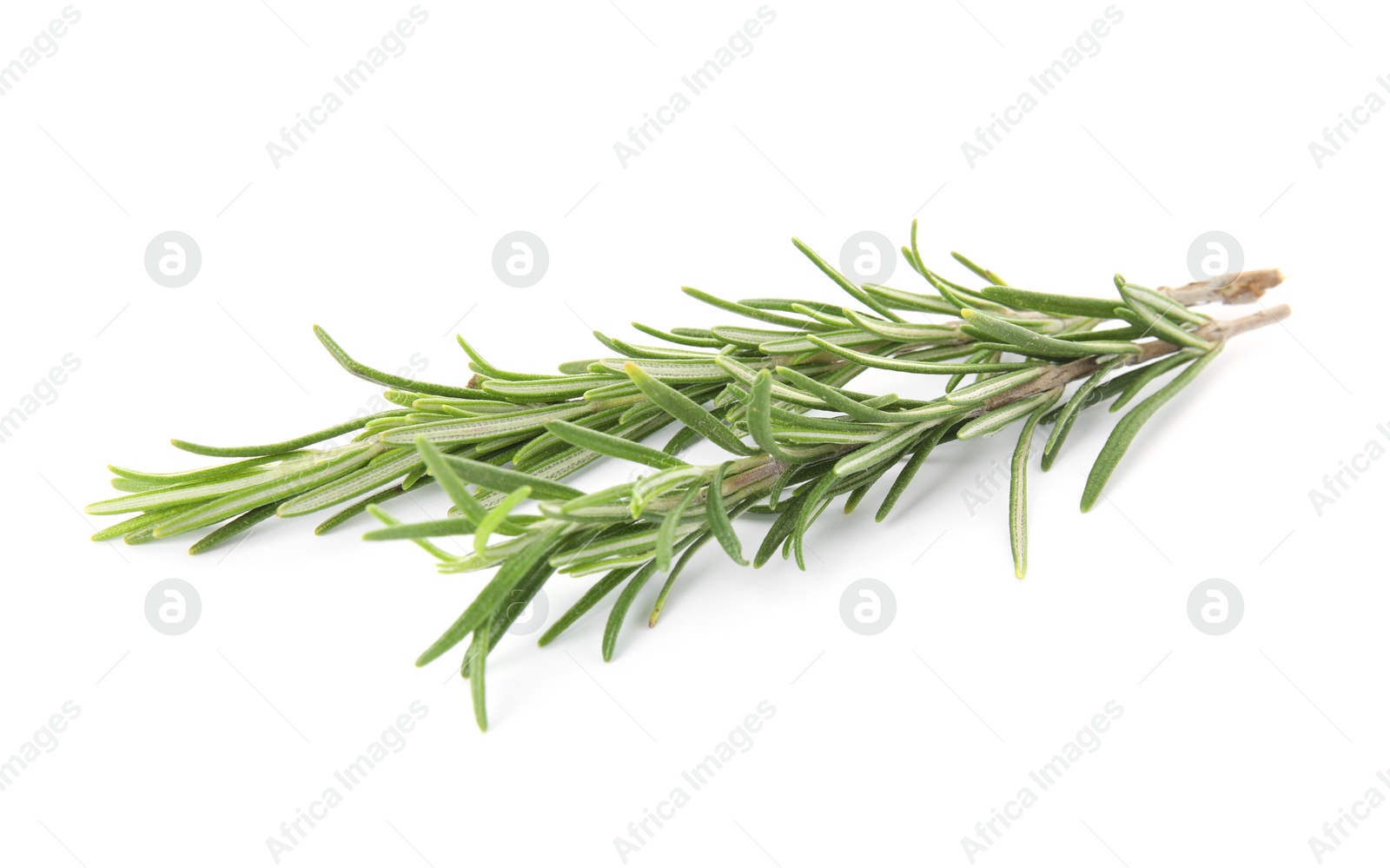 Photo of Fresh green rosemary twigs on white background