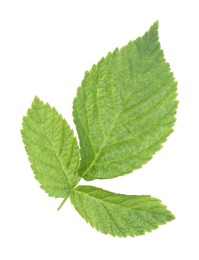 Photo of Fresh green raspberry leaves isolated on white