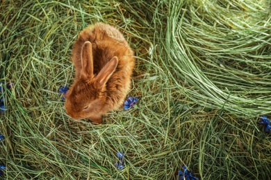 Photo of Adorable red rabbit on straw, top view