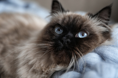 Photo of Cute Balinese cat, closeup view. Fluffy pet