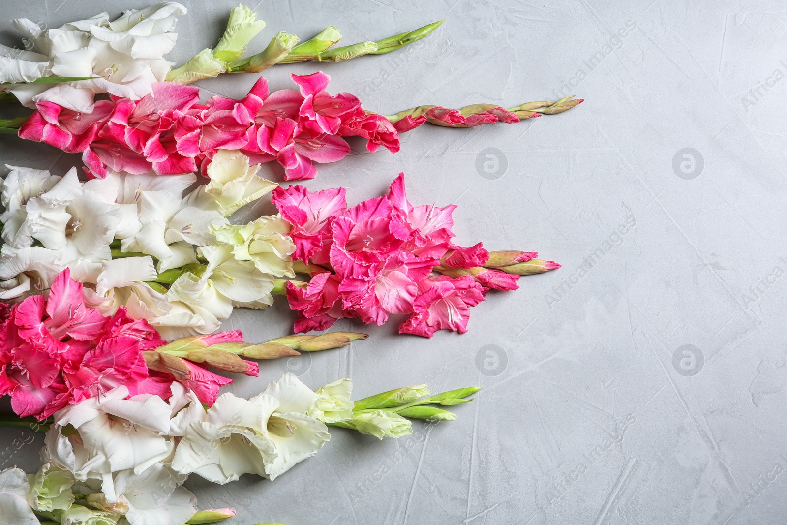 Photo of Composition with beautiful gladiolus flowers on gray background