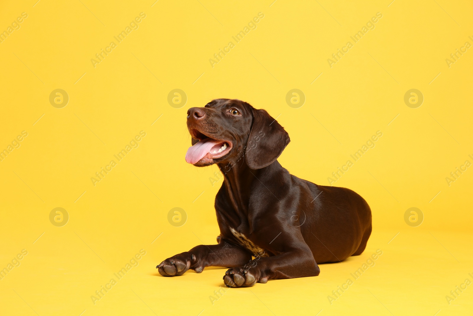 Photo of German Shorthaired Pointer dog on yellow background