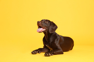 German Shorthaired Pointer dog on yellow background