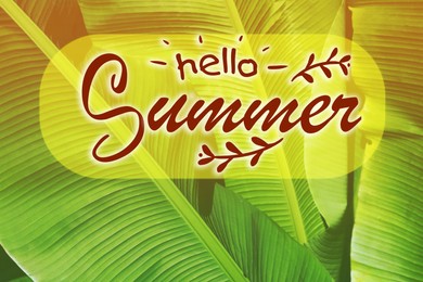 Image of Hello Summer inscription and sunlit green tropical leaves on background