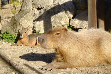 Beautiful capybaras resting outdoors on sunny day