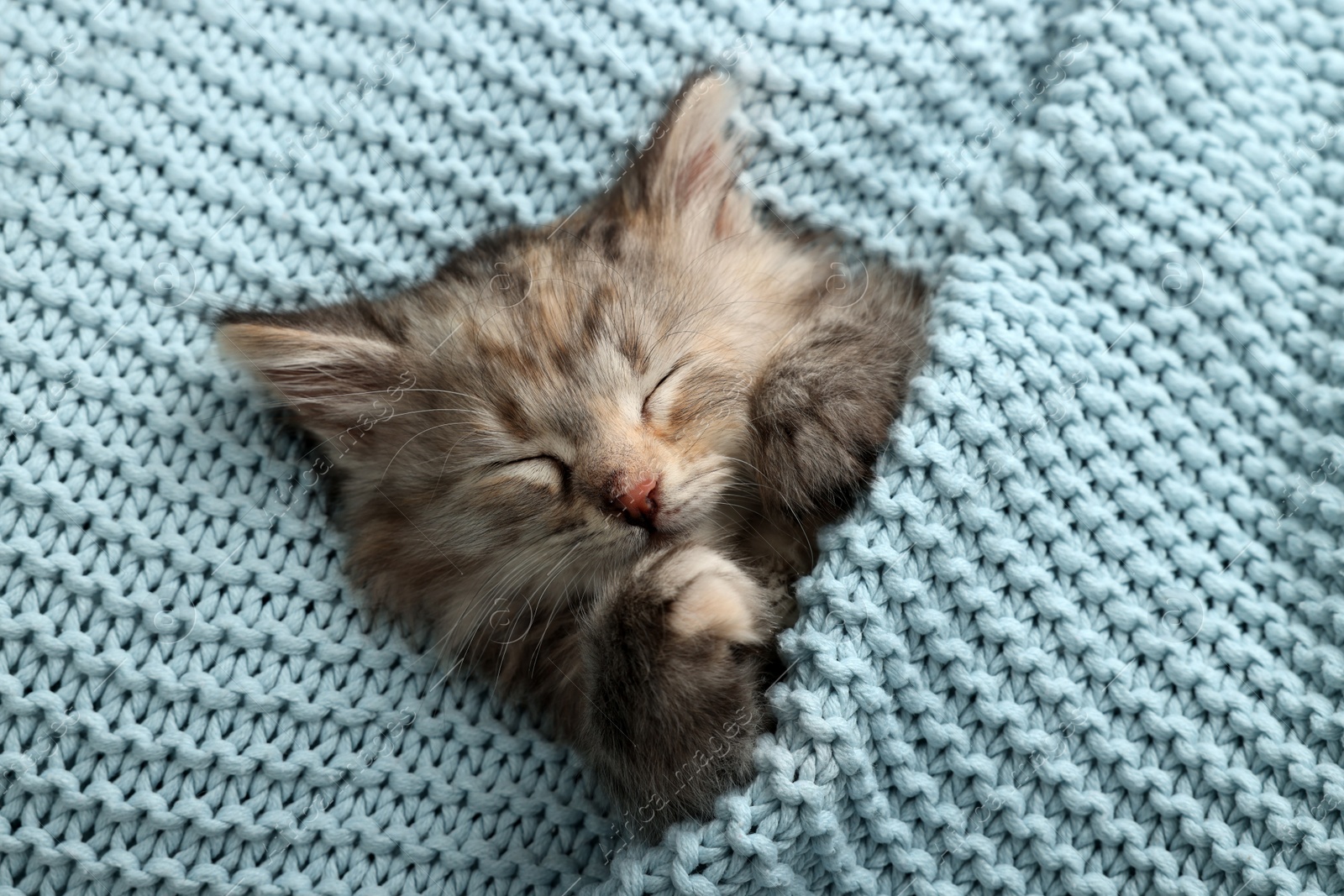 Photo of Cute kitten sleeping in light blue knitted blanket, top view