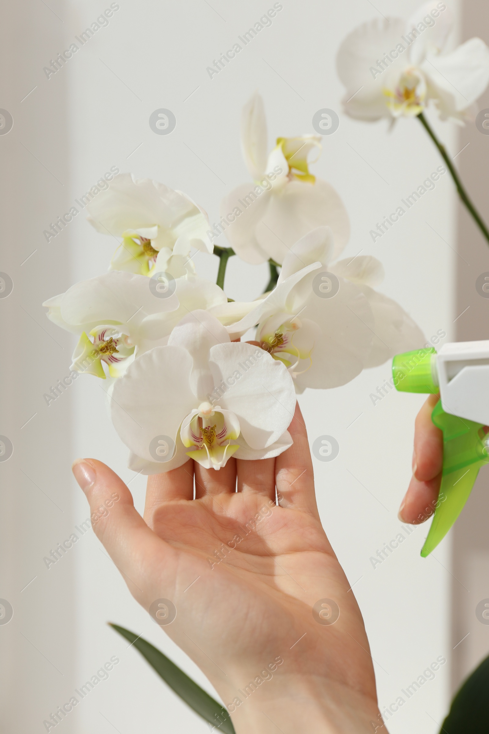 Photo of Woman spraying blooming white orchid flowers with water near window, closeup