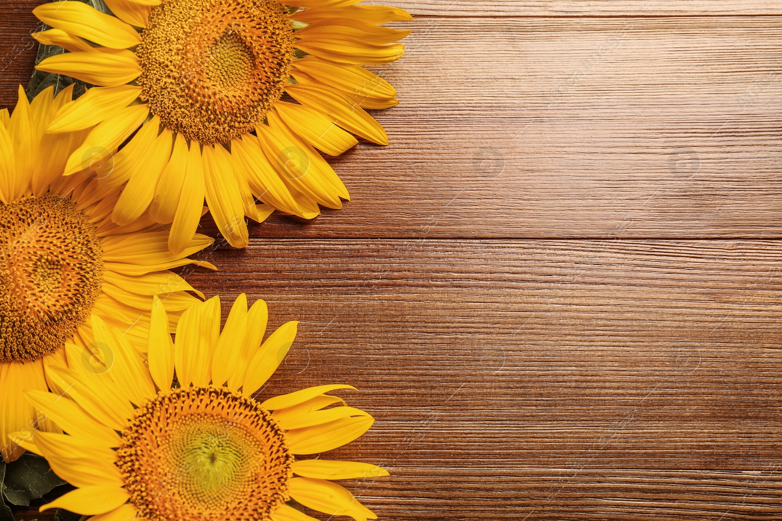 Photo of Beautiful bright sunflowers on wooden background, flat lay. Space for text