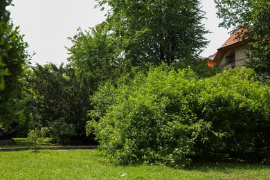 Photo of Beautiful green plants growing in garden. Landscape design