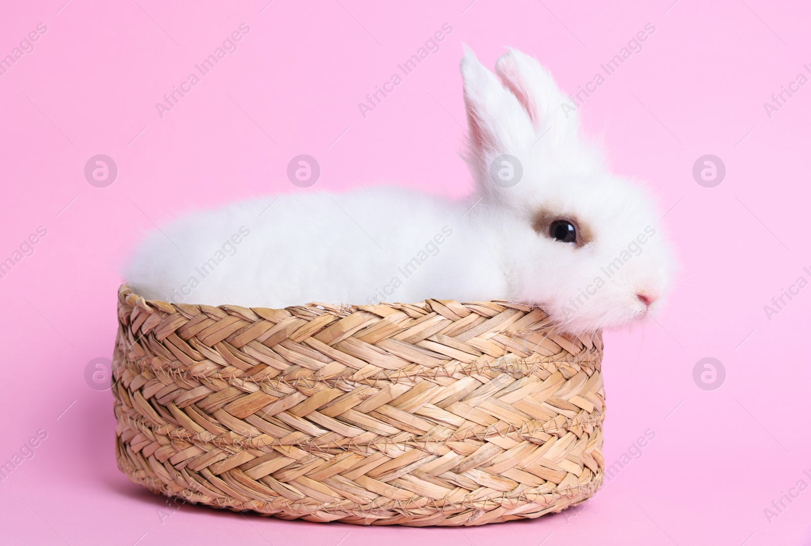 Photo of Fluffy white rabbit in wicker basket on pink background. Cute pet