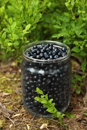 Jar of delicious bilberries on ground in forest