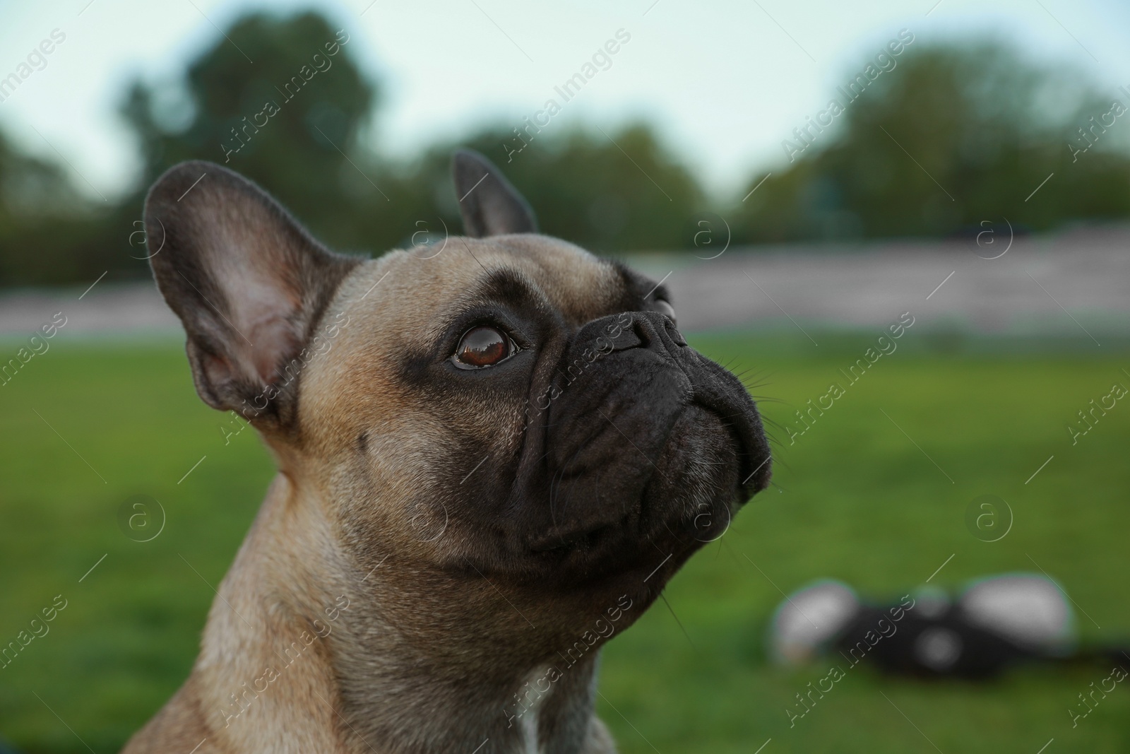 Photo of Cute French bulldog outdoors, closeup. Lovely pet