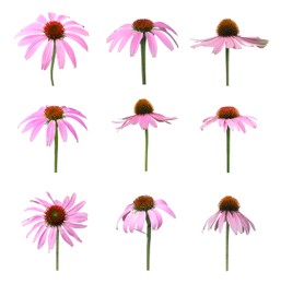 Image of Set with beautiful echinacea flowers on white background