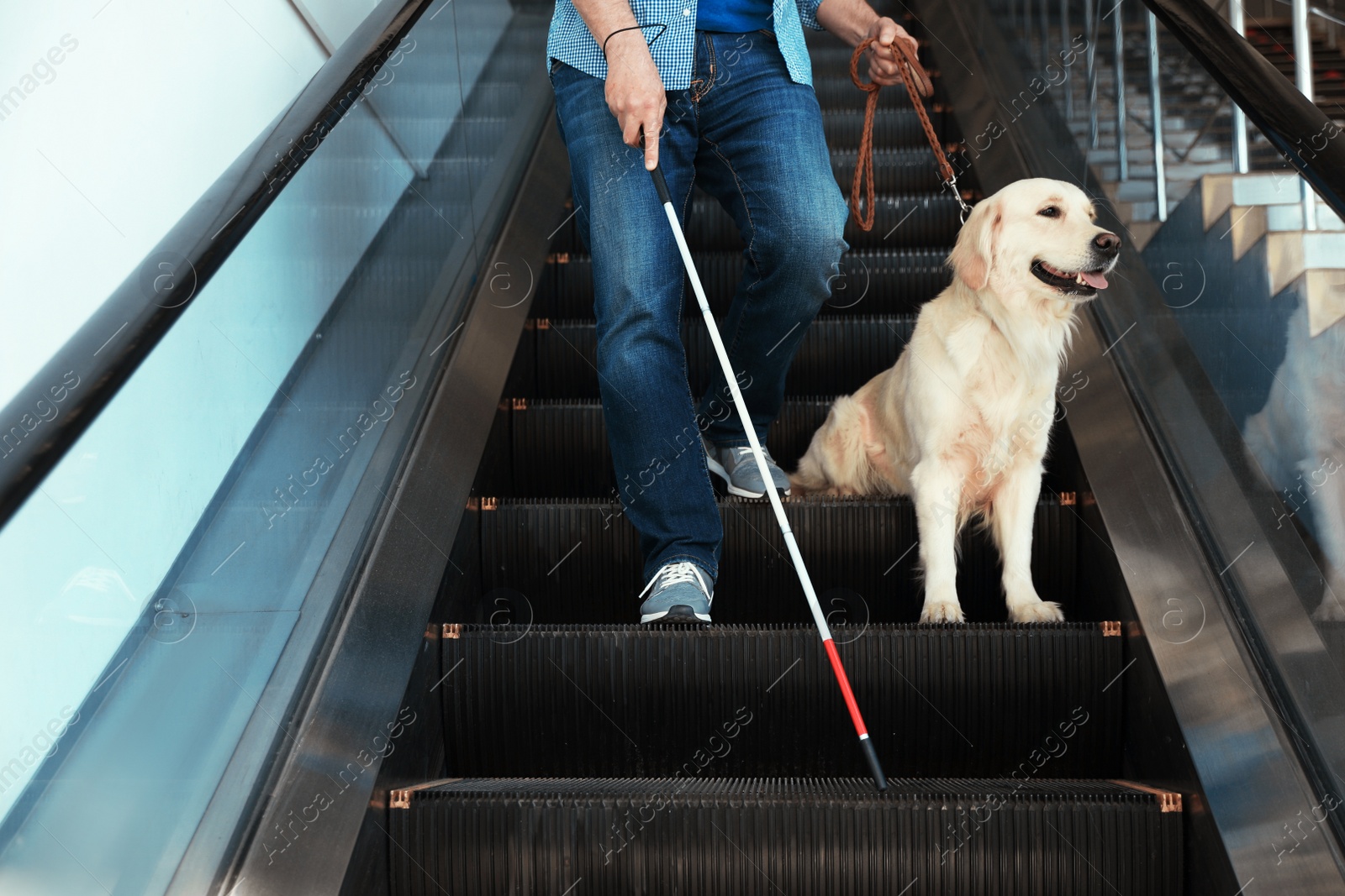 Photo of Blind person with long cane and guide dog on escalator indoors