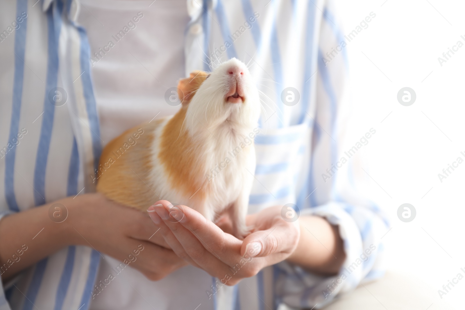 Photo of Woman holding cute small guinea pig, closeup