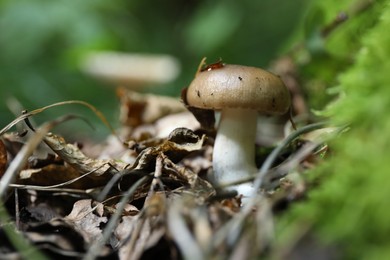 One poisonous mushroom growing among fallen leaves in forest, closeup. Space for text