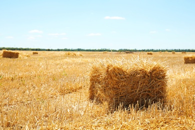 Photo of Cereal hay bale in field on sunny day. Grain farming