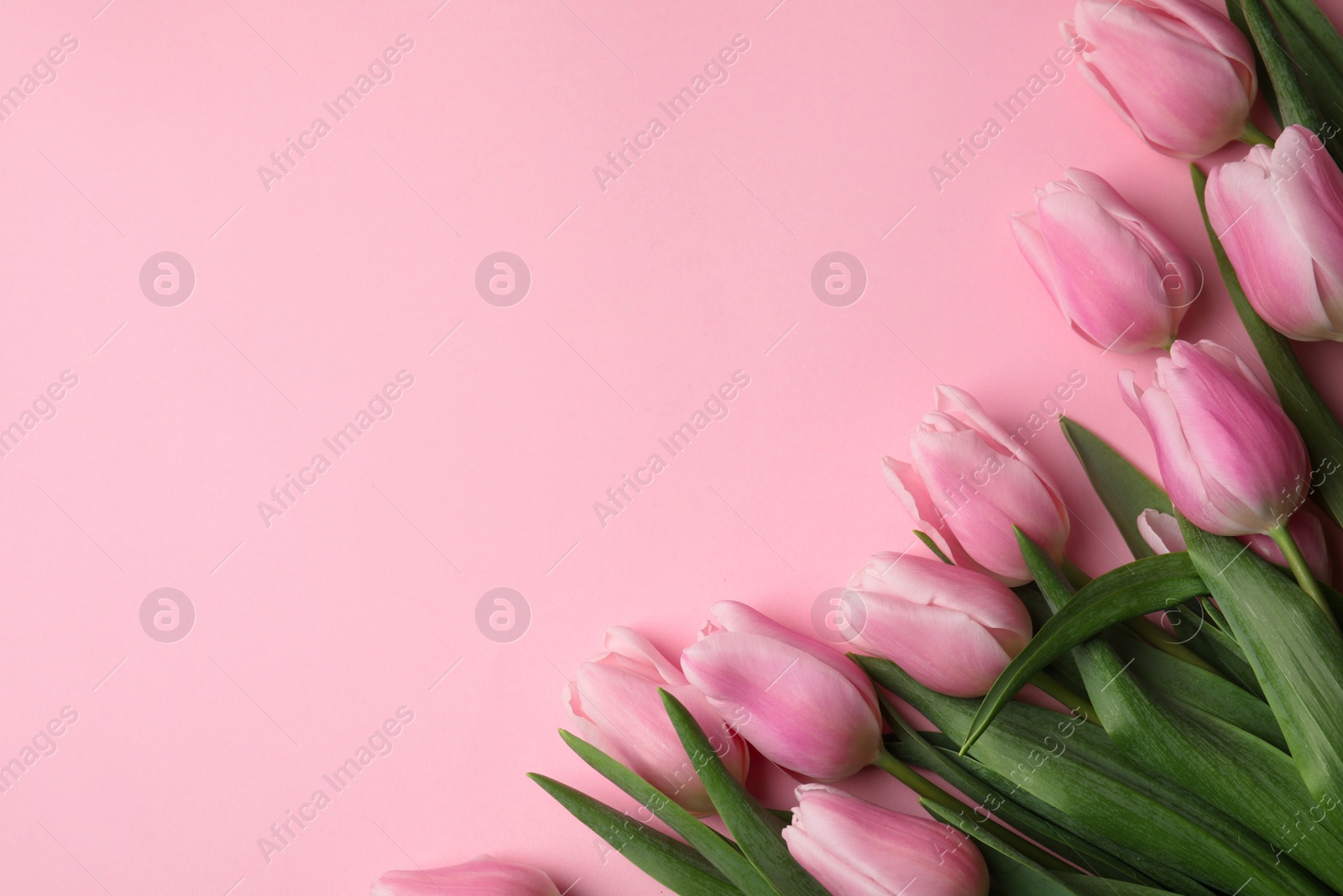 Photo of Beautiful spring tulips on light pink background, flat lay. Space for text