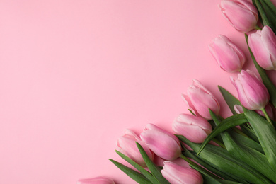 Beautiful spring tulips on light pink background, flat lay. Space for text